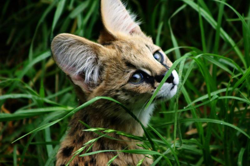 A Savannah Cat "cub" in the grass